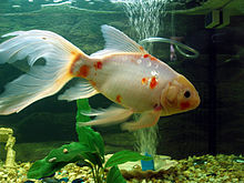 Aquarium inversé, Aquarium au-l'eau pour Poissons, réservoir à Pression  négative pour Poissons, Aquarium Suspendu sous Viau-l'eau pour Poissons