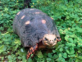 Les différentes espèces - les tortues terrestres 