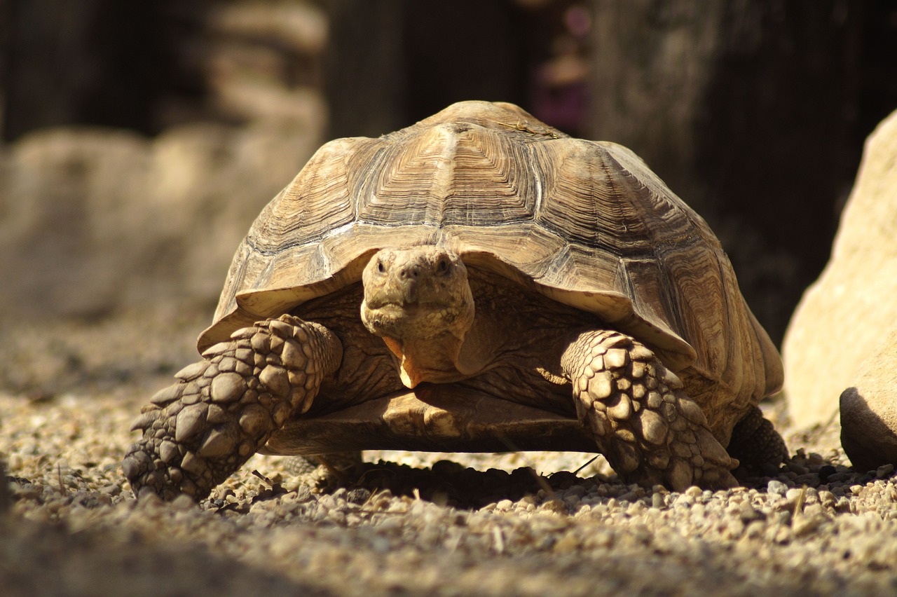 Les différentes espèces de tortues terrestres – L'arche de Milie