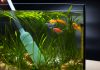 équipements entretien aquarium eau de mer
