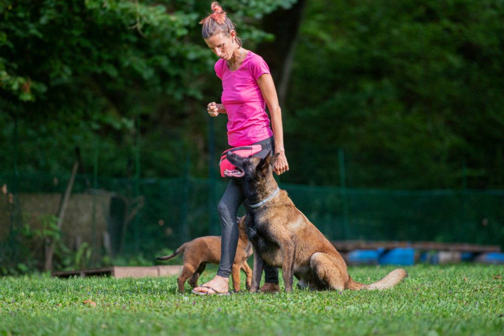 éducation d'un chien malinois