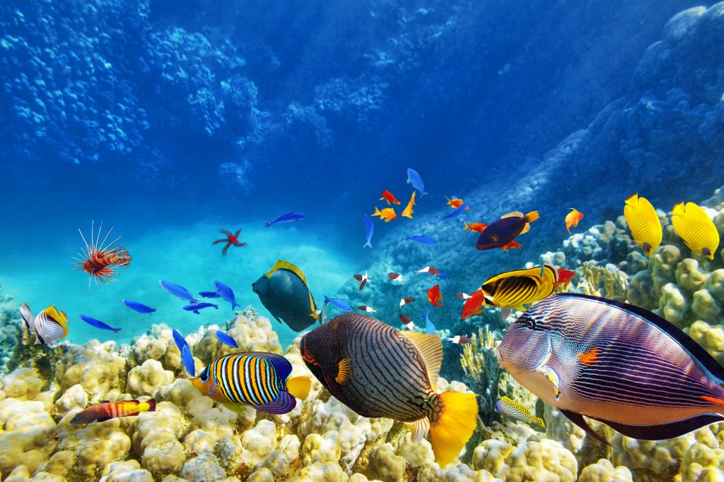 aquarium d'eau de mer