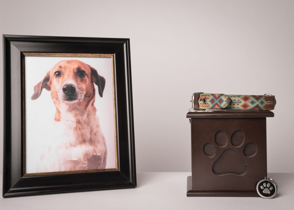 prix de l'incinération d'un chien